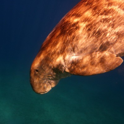 Abu Dabbab - dugong, leden 2019