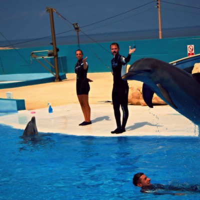 Dolphins - Photo #1