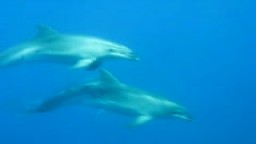 Delfíni na Azorech