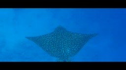 Sharm el Sheikh 2010