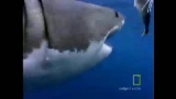 AIR JAWS ! 10 minut nejhezčích záběrů žraloků bílých