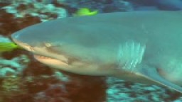 Lemon Sharks in Tahiti and her Islands v [HD]
