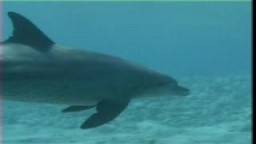 delfínek