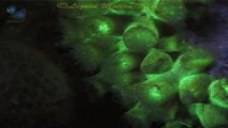 CORAL FLUORESCENT