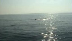 Velryby ve Francii