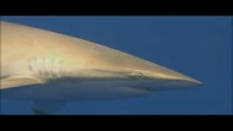 Film IMAX Žraloci 3d trailer