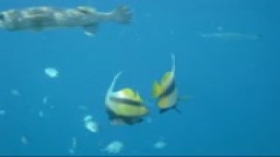 Egypt - Hurghada - Prima Life Makadi - pod vodou 5