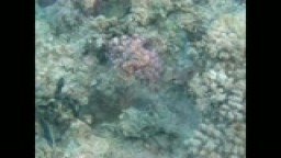Chobotnica - Červené more (Octoups - Red Sea)