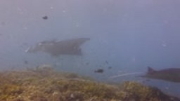 Micronesia YAP