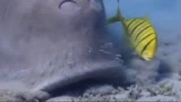 Dugong (Sea Cow) - Marsa Alam 2012