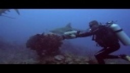 Shark diving Cuba 2013 - Lichtik