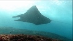 FLYING FREE Manta Rays