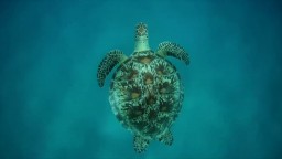 Marsa Alam - Oriental Bay