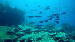 Raja Ampat - potápěčský ráj
