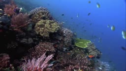 Korálový útes v ohrožení