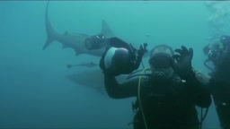 Míra honí žraloky