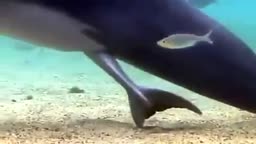 Jak se rodí delfíni