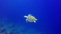 Banda Sea