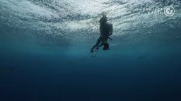 The Deep End: Shark Sanctuaries: The Ocean's Future: Episode 10