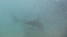 Žraloci na Maledivách - jih