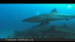 Kuba - žralok Perézův hedvábný