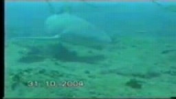 Kubánský potápěč napaden žralokem