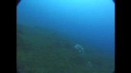 Mořské želvy v Egyptě