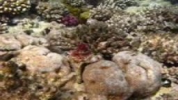 Pod vodou v Hurghádě 4-chobotnice