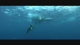 Galapág slideshow - Relax Dive