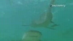 Bull Shark kousl Ericha v průběhu natáčení