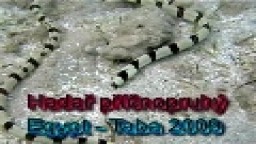Hadař příčnopruhý - Egypt-Taba 2009