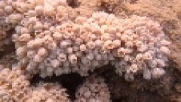 Kytičkové korály